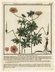 Blodig tranesebb, Geranium sanguineum.