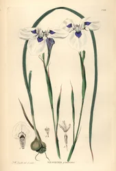 Blåøyd uintjie eller blouooguintjie, Moraea aristata (Ocellate viesseuxia, Vieusseuxia glaucopis). Håndkolorert kobberplate tegnet og gravert av Frederick W. Smith fra John Lindley og Robert Sweets Ornamental Flower Garden and Shrubbery, G. Willis, Lon