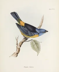 Blå og gul tanager, Sør-Amerika, ca 1832-1836