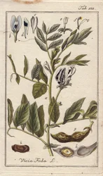 Botanisk: Bønneplante med blomster, blader og bønner i belger, Vicia faba. Håndkolorert kobberstikk fra en tegning av B. Thanner fra Johannes Zorns «Icons plantarum medicinalium», Tyskland.
