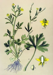Botanisk bord. Venenøs (giftig): Smørblomst eller ranunkelbladselleri (Ranunculus sceleratus)