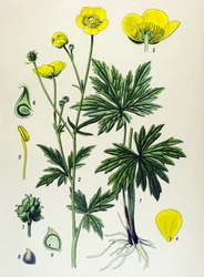 Botanisk bord. Venenøs (giftig) og medisinsk plante: Smørblomst (Ranunculus acris)
