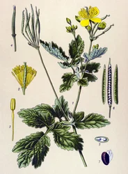 Botanisk bord. Venenøs (giftig) og medisinsk plante: Chelidoine eller stor chelidoin (Chelidonium majus)