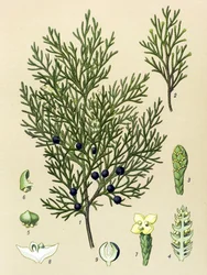 Botanisk styre. Venenøs (giftig) og medisinsk plante: Sabine einer (Juniperus sabina)