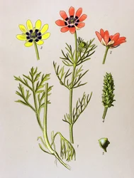 Botanisk bord. Venenøs (giftig) og medisinsk plante: Summer Adonis (Adonis aestivalis)
