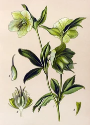 Botanisk styre. Venenøs (giftig) og medisinsk plante: grønn hellebore (Helleborus viridis)