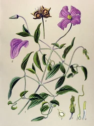 Botanisk bord. Venenøs plante (giftig): Clematite falsk eller falsk vinranke (Clematis viticella)