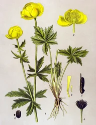 Botanisk bord. Venenøs plante (giftig): Europeisk troll (Trollius europaeus)