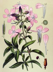 Botanisk bord. Venesøs (giftig) og medisinsk plante: saponaria officinalis (Saponaria officinalis)