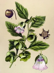 Botanisk bord, plante: Perou-pære eller Perou-eple (Nicandra physaloides)