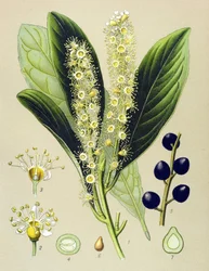 Botanisk bord, plante: kirsebærbukt (Prunus Laurocerasus)
