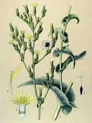 Botanisk bord, plante: villsalat eller villsalat (Lactuca virosa)