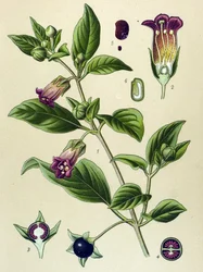 Botanisk plansje, belladonnaplante (Atropa belladonna)