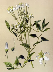 Botanisk bord: giftig og medisinsk plante: Erect Clematis (Clematis recta)