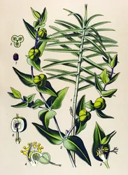 Botanisk bord, giftig og medisinsk plante: Euphorbia epurge (Euphorbia lathyris)