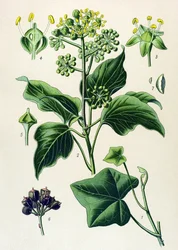 Botanisk plansje, giftig og medisinsk plante: klatrebergflette eller vanlig bergflette (Hedera helix)