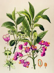 Botanisk bord, giftig plante: Europeisk trekull (Euonymus europaeus)