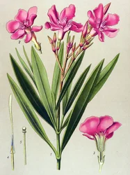 Botanisk bord, venenøs (giftig) og medisinsk plante: rosa laurbærblad (Nerium oleander)