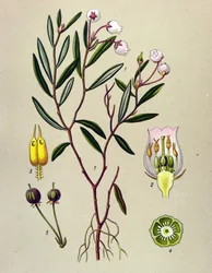 Botanisk bord, venenøs plante (giftig): Andromede har poliumblader (Andromeda polifolia)