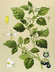 Botanisk plansje, giftig plante: Svartsøtvier (Solanum nigrum)
