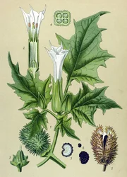 Botanisk plansje, giftig plante: piggeple eller vanlig piggeple (Datura stramonium)