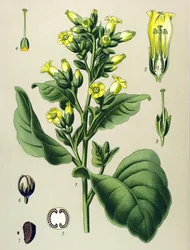 Botanisk plansje, giftig plante: hvit Mapacho-tobakk (Nicotiana rustica) (Nicotiana tabacum)