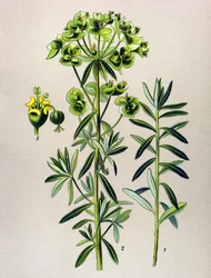 Botanisk bord, venenøs plante (giftig): Rund Eule eller Euphorbia Peplus (Euphorbia Peplus)
