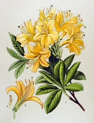 Botanisk bord, venenøs plante (giftig): Gul asale (Rhododendron luteum)