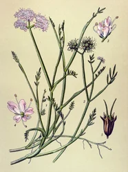 Botanisk bord, venenøs plante (giftig): fistel (Oenanthe fistulosa)