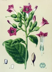 Botanisk bord, venenøs plante (giftig): prydtobakk (Nicotiana tabacum)