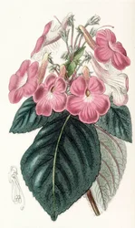 Botanisk illustrasjon/Achimenes grandiflora/Achimene har store blomster