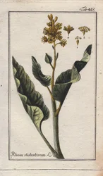 Botanikk: rabarbrablader - Rabarbrablader, Rheum rhabarbarum. Håndkolorert kobberstikk fra en tegning av B. Thanner fra Johannes Zorns «Icons plantarum medicinalium», Tyskland.