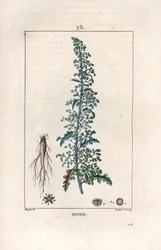 Botris (Chenopodium botrys) - Gravering av Lambert fils, etter en tegning av Pierre Jean Francois Turpin (1775-1840), fra La flore medicale, av Chaumeton, Poiret et Chamberet, Paris 1830 - Jerusalem-eikegåsefot, Dysphania botrys - Gravering av Lambert Ju