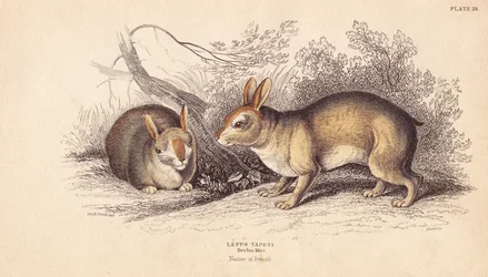 Brasiliansk kanin, Sylvilagus brasiliensis (Lepus tapeti). Fra eksemplarer i Berlin Museum. Håndkolorert stålgravering av Lizars etter en illustrasjon av Charles Hamilton Smith fra William Jardines Naturalist#39;s Library, Edinburgh.