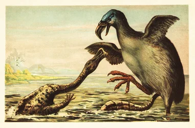 Brontornis kjemper mot en Hadrosaurus. 1908 (litografi)