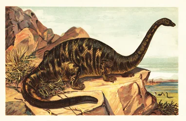 Brontosaurus excelsus , utdødd art av gigantisk firbeinte sau1908 (litografi)