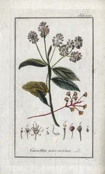 California Syrin (Ceanothus americanus). Litografi fra “Afbeelding der Artseny-Gewassen” av Johannes Zorn (1739-1799), Nederland