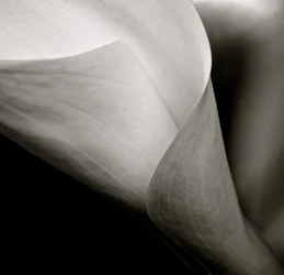 Callalily, 2015 (s/hvitt-bilde)