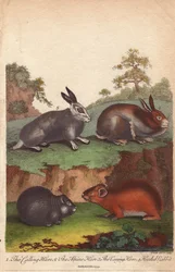 Kallehare, fjellhare, variasjonshare og hettekanin Oryctolagus cuniculus, Lepus capensis, Lepus timidus