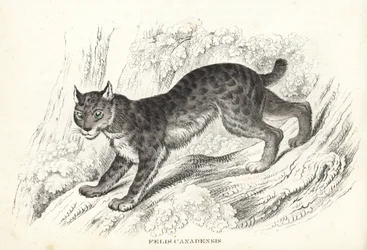 Kanadisk gaupe, Lynx canadensis (Felis canadensis). Håndkolorert litografi fra Georg Friedrich Treitschkes naturhistoriske galleri, Naturhistorischer Bildersaal des Thierreiches, Liepzig-1842.