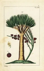 Kanariøyenes dragetre, Dracaena draco. Sårbar.