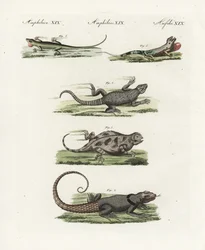 Kappøgle (afrikansk sauri), Cordylus cordylus 1, Cuviers madagaskarseiler (madagaskarseiler), Oplurus cuvieri 2, fjellhornøgle (lezard a horn), Phrynosoma orbiculare 3, jamaicansk anole (jamaisk lezard), Anolis garmani 4 og grønn ano