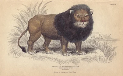 Kappløve. Litografi av William Lizars, basert på en tegning av Charles Hamilton Smith, for «Bibliotheque naturaliste, mammals, les felins», av Sir William Jardine, utgitt i 1834 i Edinburgh (Skottland).