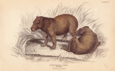 Flodsvin, Hydrochoerus hydrochaeris (Hydrochaerus cabiai). Håndkolorert stålgravering av Lizars etter en illustrasjon av Charles Hamilton Smith fra William Jardines naturalistbibliotek, Edinburgh.