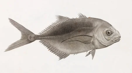 Hoppende Caranx, nærbilde