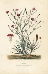 Nellik eller nellikrosa, Dianthus caryophyllus, Oeillet