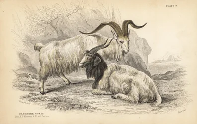 Kasjmirgeit, Capra hircus lanigera. Edinburgh Royal University Museum og Frederick Cuvier. Håndkolorert stålgravering av Lizars etter en illustrasjon av James Stewart fra William Jardines Naturalist#39;s Library, Edinburgh.