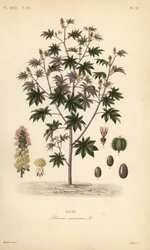 Ricinusbønne eller lakseroljeplante, Ricinus communis, Ricin