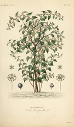 Cat greenbriar eller catbriar, Smilax glauca, Smilax sarsaparilla, Salsepareille, Håndfarget stålgravering av Debray etter en botanisk illustrasjon av Edouard Maubert fra Pierre Oscar Reveil, A