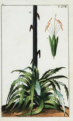 århundreplante, Agave americana.